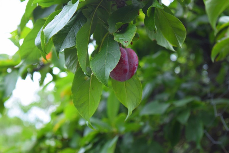 A ripe plum ready to pick on a tree.