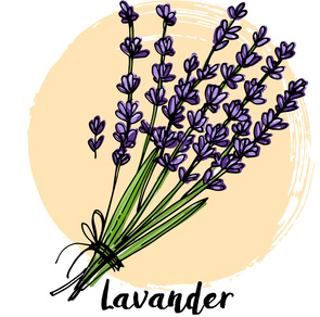 lavander