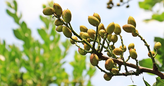 Fresh pistachio growing on a tree