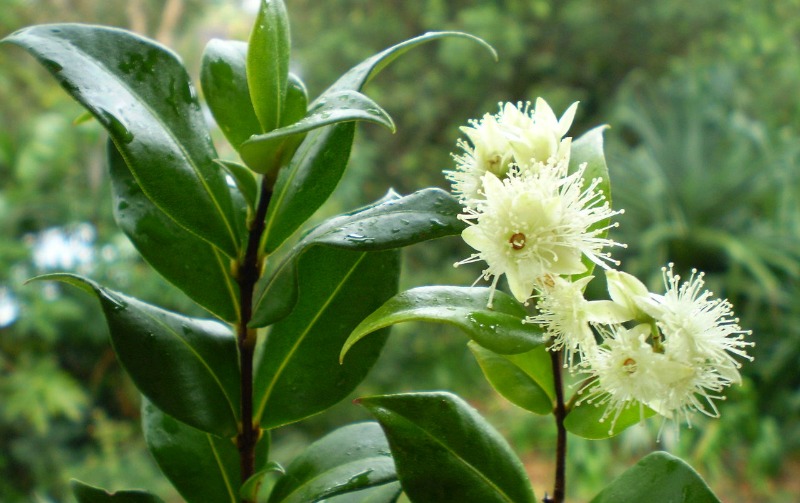 Cinnamon Myrtle