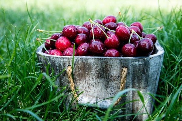 cherry sorbet recipe