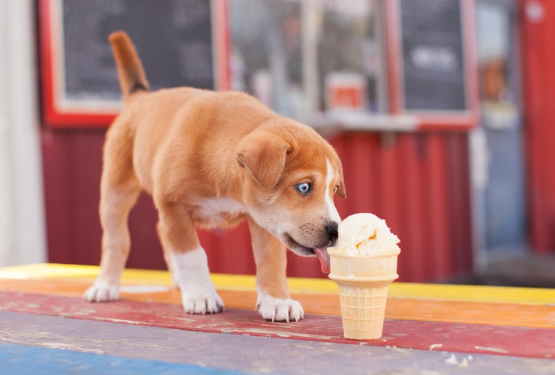 Dog eating ice cream from cone