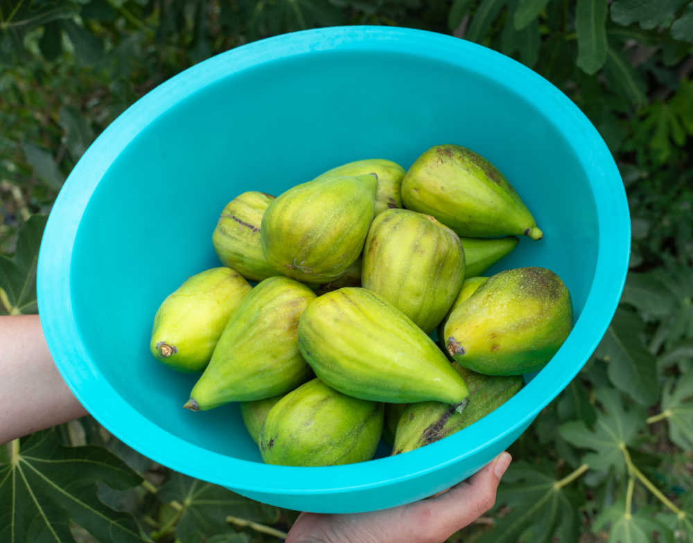 Two hands holding a bowl full of freshly picked figs.