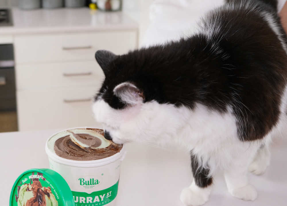 A cat sniffing at an opened tub of Murray St Ice Creamery Ice Cream.