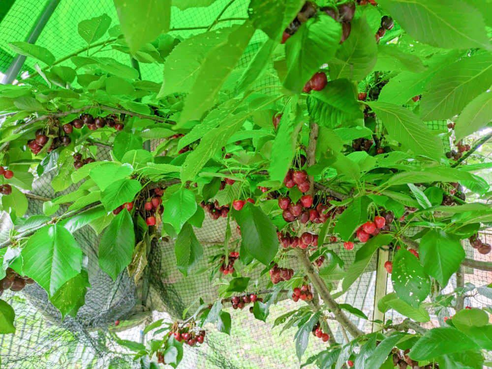 A cherry tree loaded with ripe cherries ready to pick.